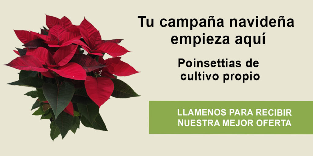 BannerPonsetiasSileva