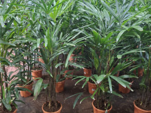 Raphiaexcelsam20rxtra