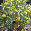 Kumquat