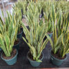 Sansevieria
