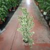 Ficus twilight 90cm