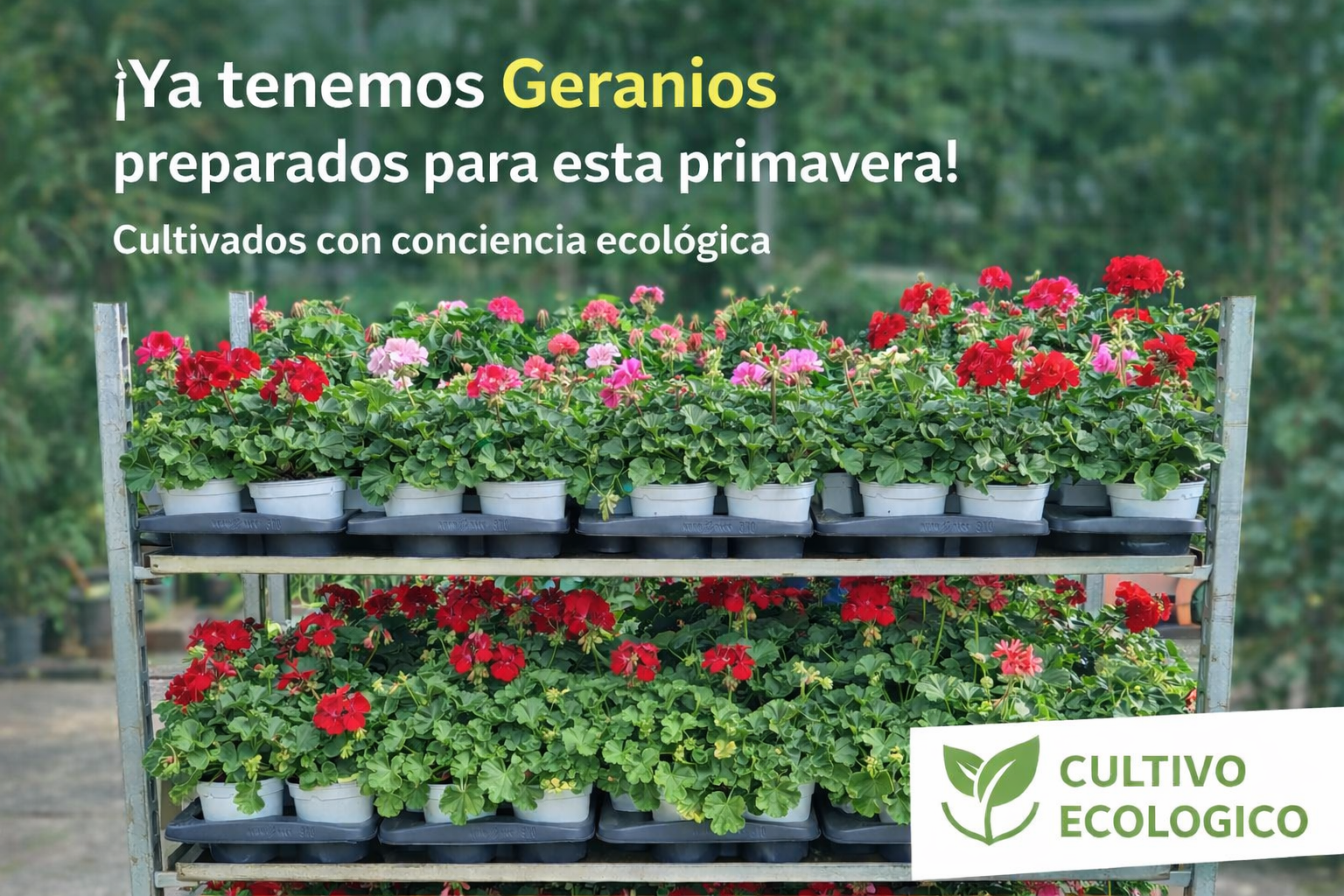 Carro geranios banner