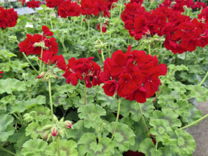 Geranios venta al detalle