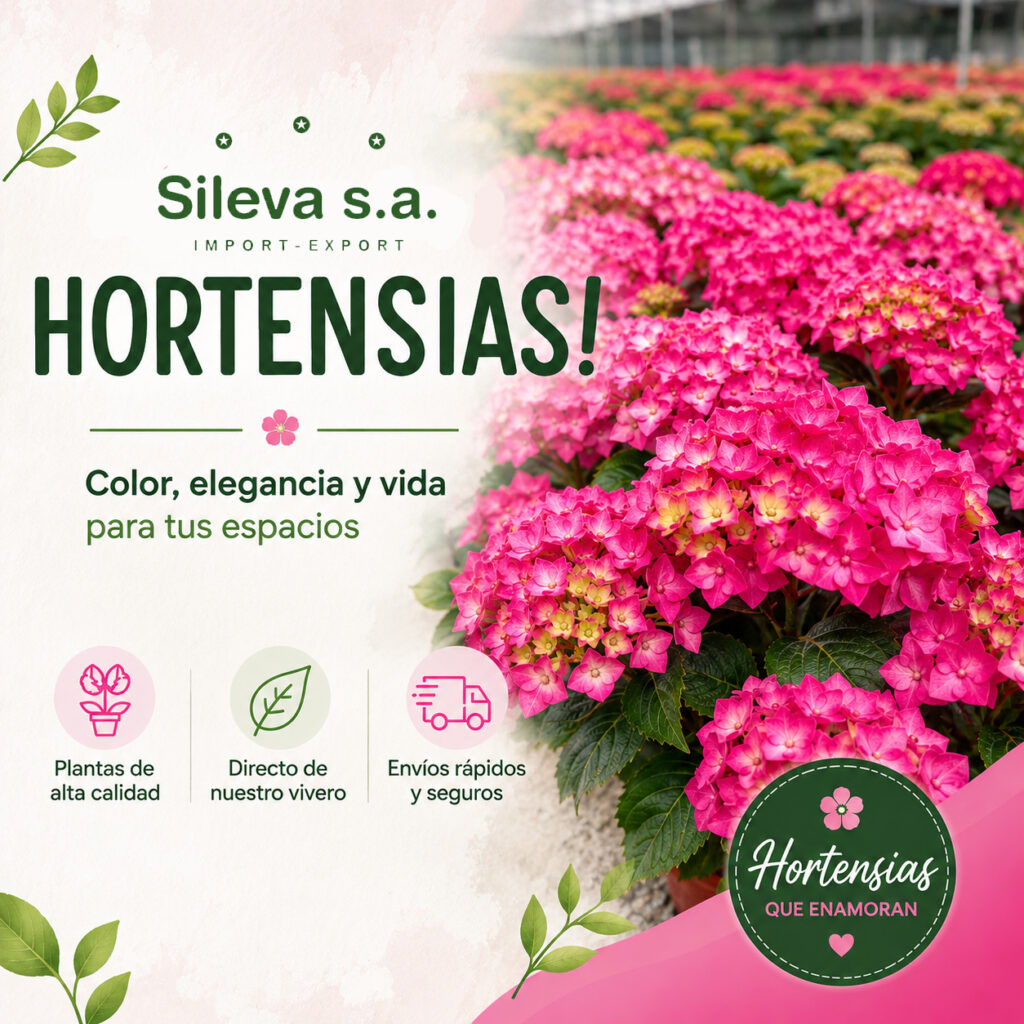 Hortensias sileva